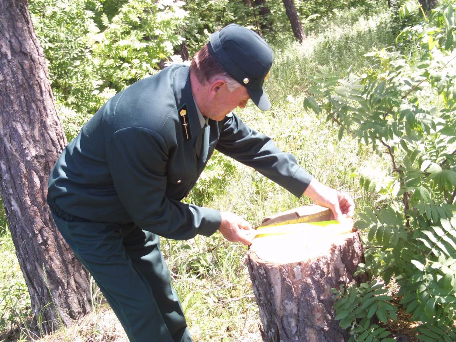 Лесоруба оштрафовали на 20 тысяч рублей
