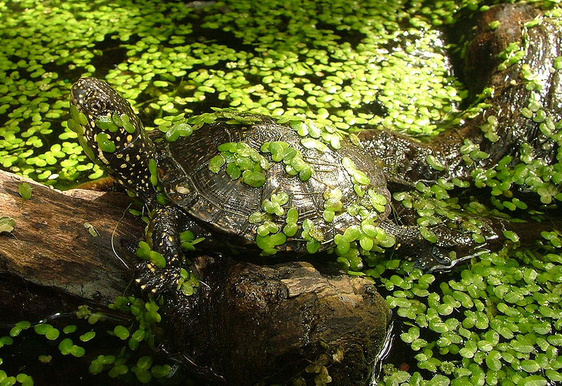 Всех - с наступающим годом… Черепахи!